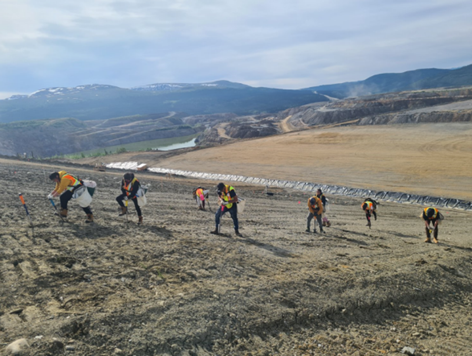 Ross River Dena members planting trees at the Faro Mine site as part of Community-Based Revegetation Program (June 2023)