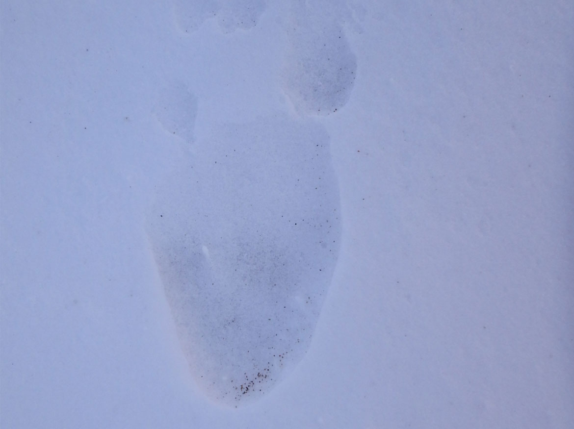 Polar bear paw print in the snow.
