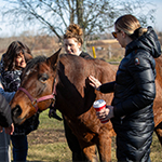 Cinq participants caressent un cheval esprit marron à la crinière noire.