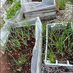 Three boxes of plants growing in a greenhouse.