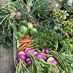 Bunches of vegetables including radish, carrots and brussel sprouts.