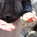 Amy Cardinal holding tracker tags for Arctic grayling.