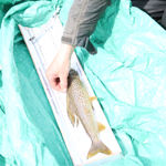 Arctic grayling being examined for tracking.