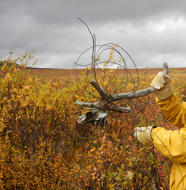 Un membre de l'équipe tient un crâne et des bois de caribou pris dans un amas de fils de télégraphe dans un champ d'herbes hautes par une journée nuageuse.