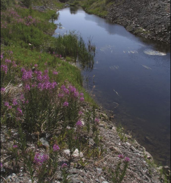 This picture shows a creek with rocky banks. Fireweed flowers are visible in the foreground.