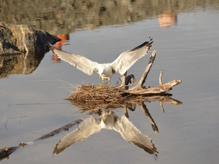 Un goéland se pose sur un nid dans un plan d'eau.