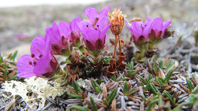 A close-up photo of a cluster of purple saxifrage blossoms, Nunavut's territorial flower, on the tundra